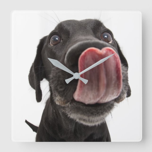 Black Labrador Licking Its Nose Square Wall Clock (Front)