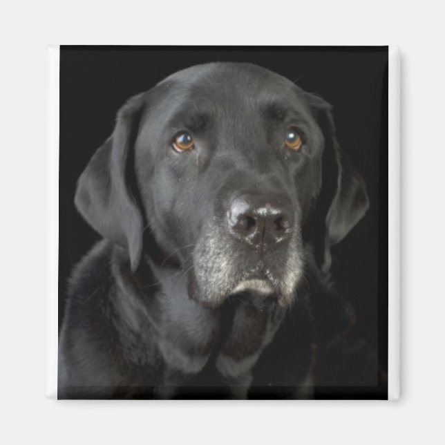 Black Labrador Magnet (Front)