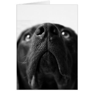 Black Labrador nose up close