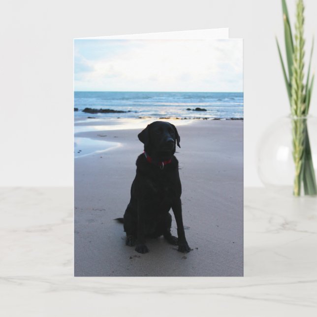 Black Labrador on a beach Card (Front)