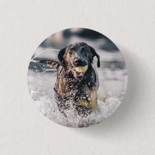 Black Labrador Plays Fetch In Water 3 Cm Round Badge