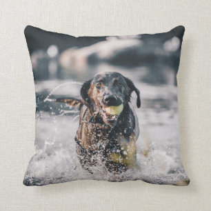 Black Labrador Plays Fetch In Water Cushion