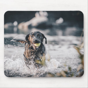 Black Labrador Plays Fetch In Water Mouse Mat