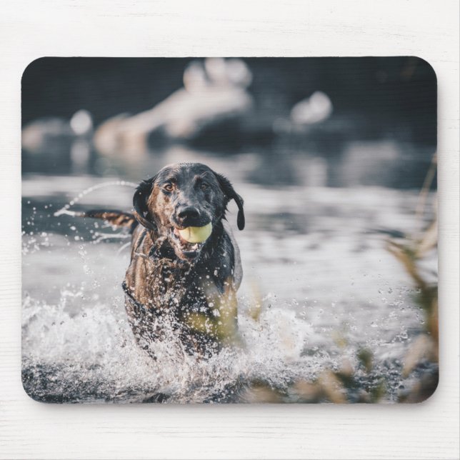 Black Labrador Plays Fetch In Water Mouse Mat (Front)