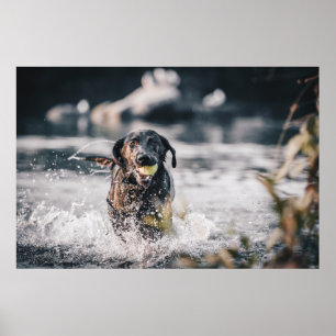 Black Labrador Plays Fetch In Water Poster