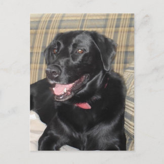 Black Labrador post card