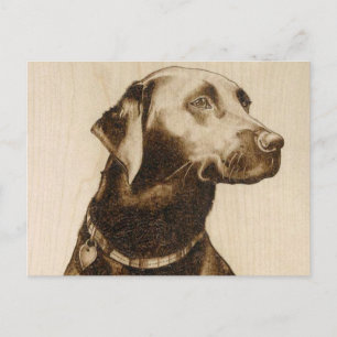 Black Labrador Postcard