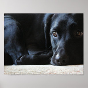 Black Labrador Poster