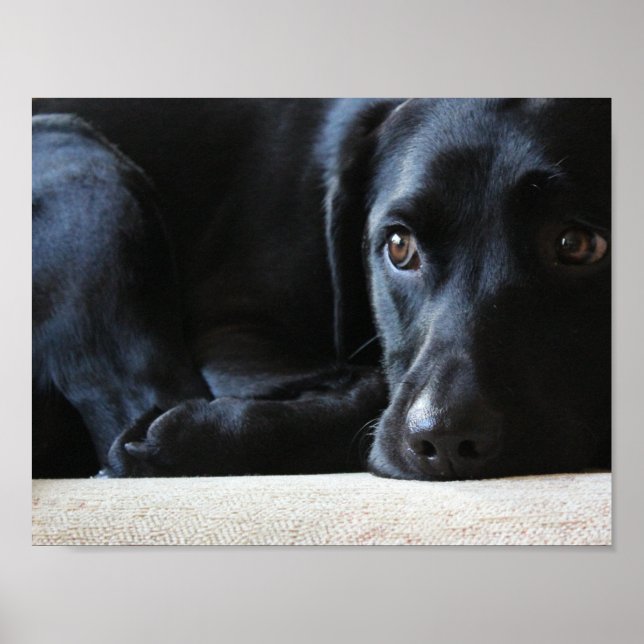 Black Labrador Poster (Front)