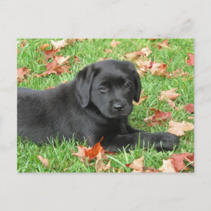 Black Labrador Puppy Autumn - Cute Dog Black Lab Postcard
