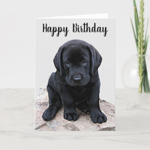 Black Labrador Birthday Cards | Zazzle UK