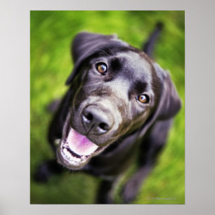 Black labrador puppy looking upwards, close-up poster