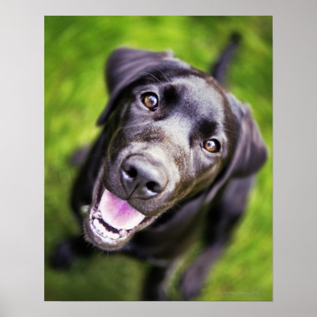 Black labrador puppy looking upwards, close-up poster (Front)