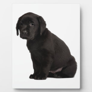 Black Labrador Puppy Plaque
