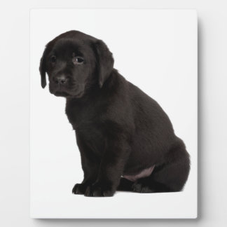 Black Labrador Puppy Plaque