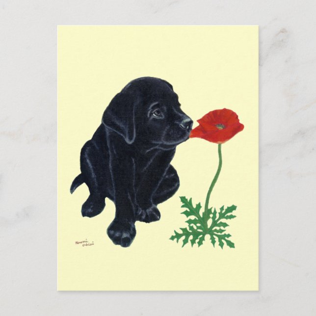 Black Labrador Puppy Postcard (Front)