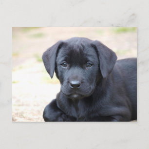 Black Labrador Puppy Postcard