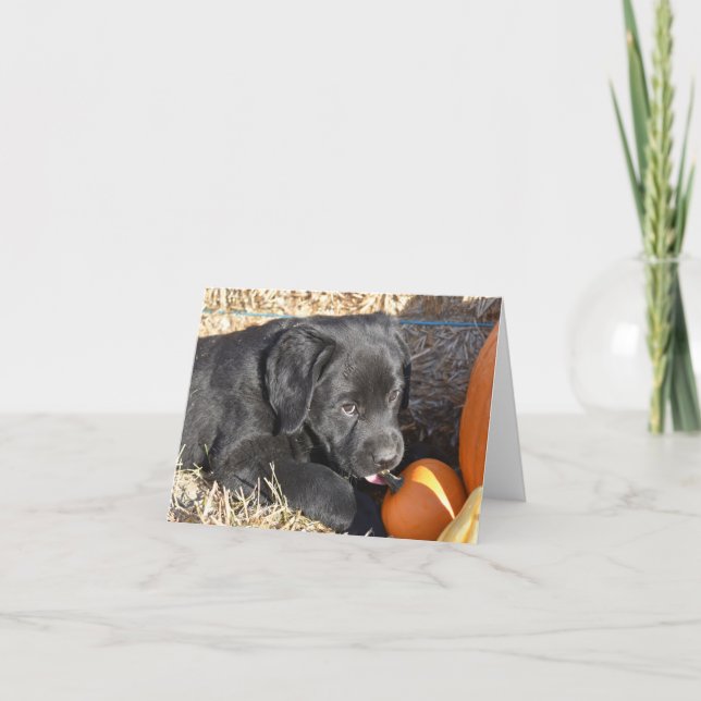 Black Labrador puppy with Pumpkins Note Card (Front)