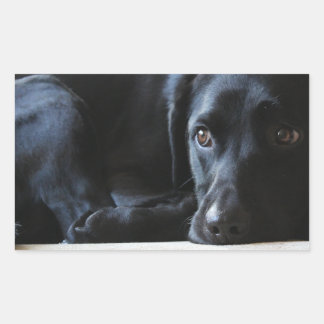 Black Labrador Rectangular Sticker