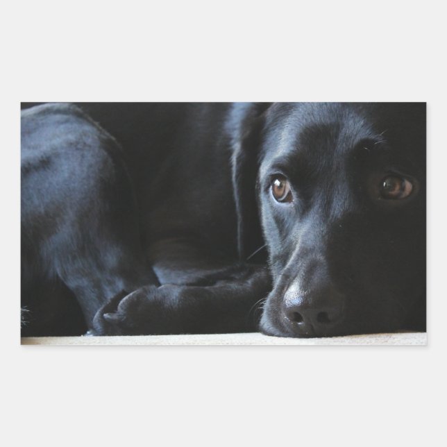 Black Labrador Rectangular Sticker (Front)