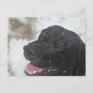 Black Labrador Retreiver Profile in Winter Postca Postcard