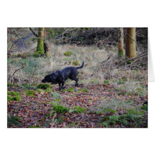 Black Labrador Retriever