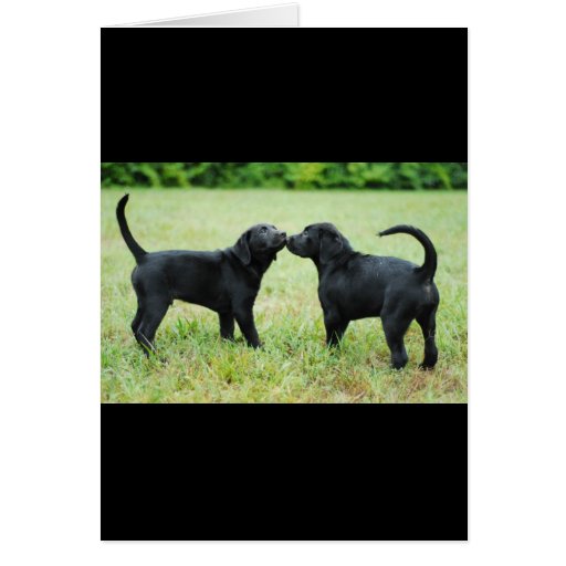 Image of Black Labrador Retriever