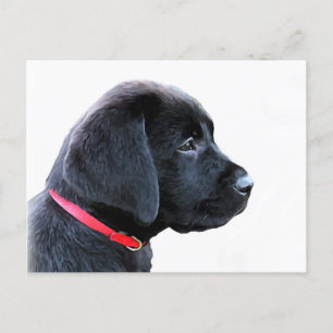 Black Labrador Retriever Cute Puppy - Black Lab Postcard