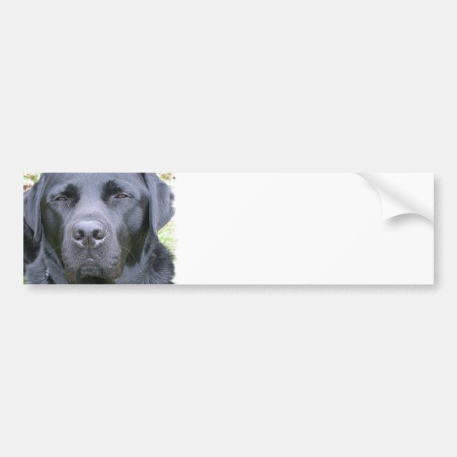 Black Labrador Retriever Dog Bumper Sticker (Front)
