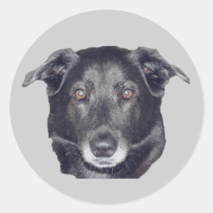Black Labrador Retriever Dog  Classic Round Sticker