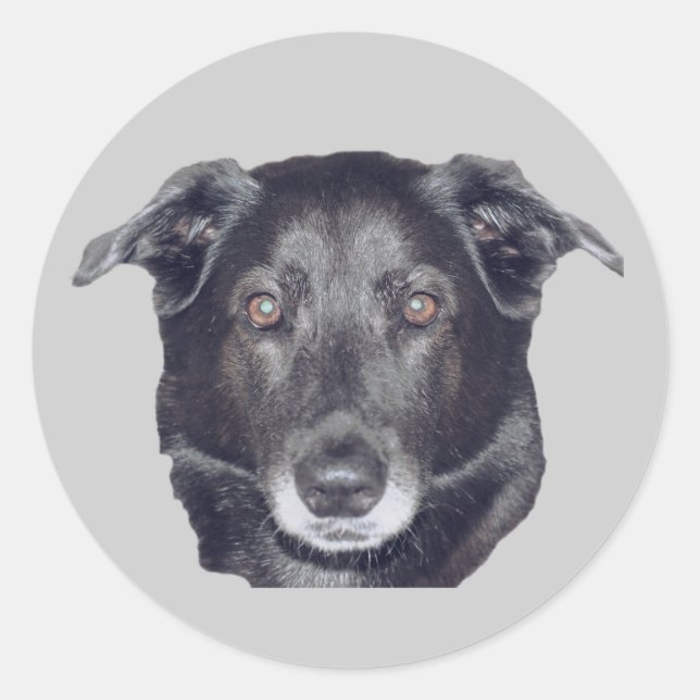 Black Labrador Retriever Dog  Classic Round Sticker (Front)