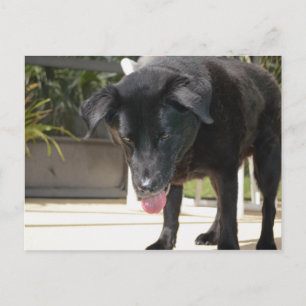 Black Labrador Retriever Dog Close Up Postcard