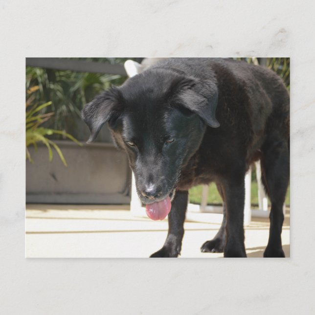 Black Labrador Retriever Dog Close Up Postcard (Front)