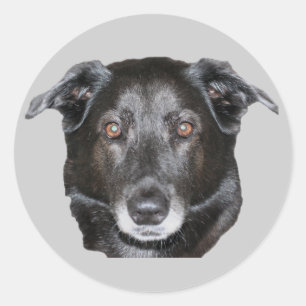 Black Labrador Retriever Dog Sticker
