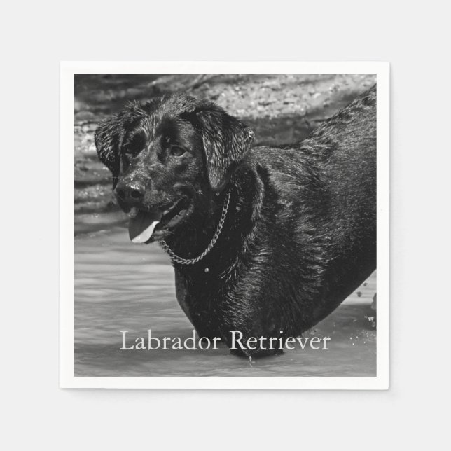Black Labrador Retriever in Water Napkin (Front)