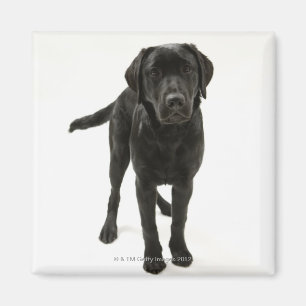 Black labrador retriever magnet