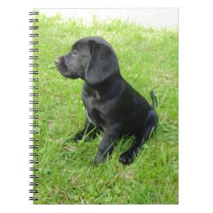 Black Labrador Retriever On Grass Notebook