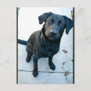 Black Labrador Retriever Postcard