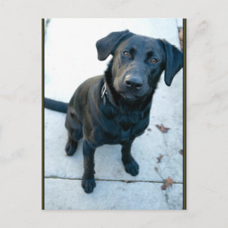 Black Labrador Retriever Postcard