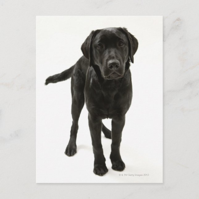 Black labrador retriever postcard (Front)