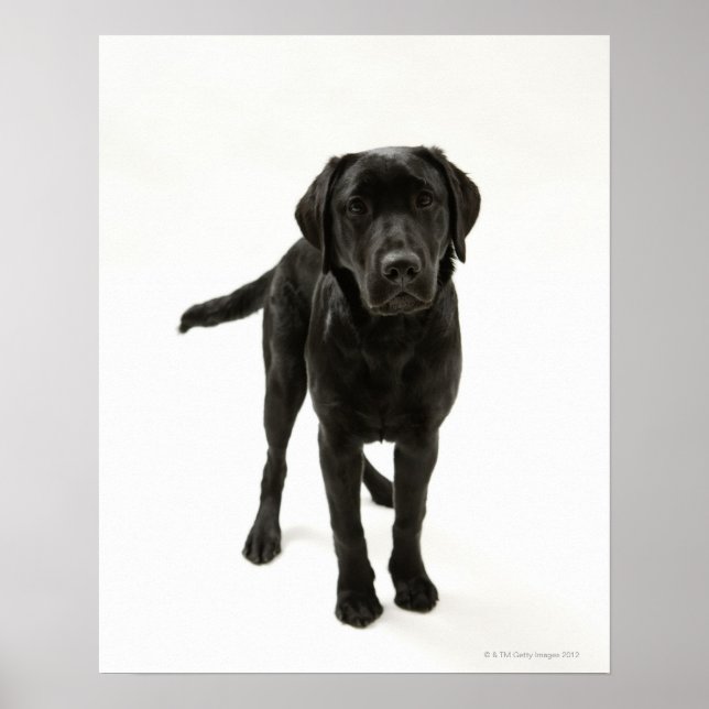 Black labrador retriever poster (Front)