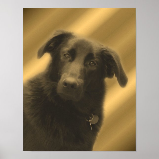 Black Labrador Retriever Poster (Front)