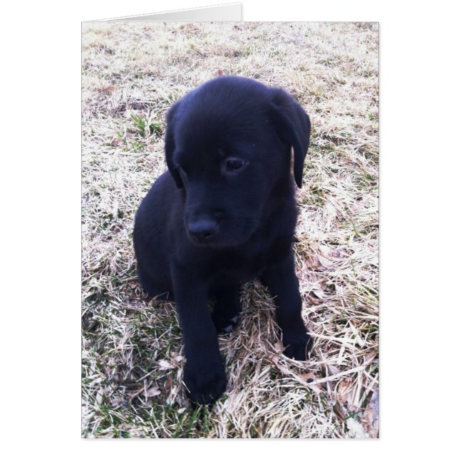 Black Labrador Retriever Puppy (Front)