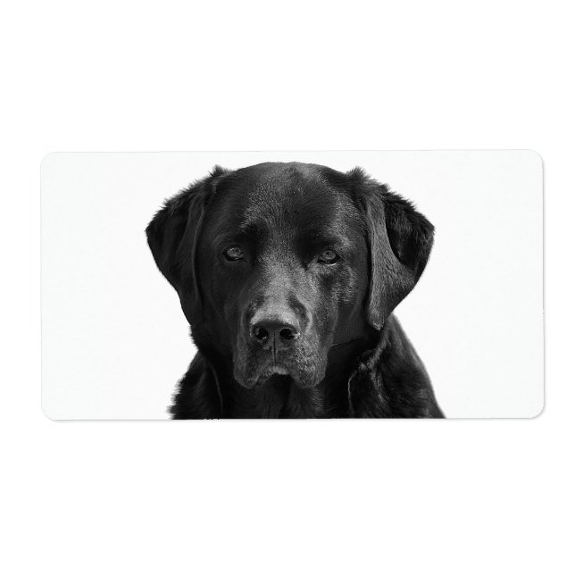 Black Labrador Retriever Puppy Dog (Front)