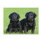 Black Labrador Retriever Puppy Dog Postcard