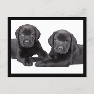 Black Labrador Retriever Puppy Dog Postcard