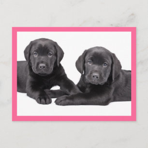 Black Labrador Retriever Puppy Dog Postcard