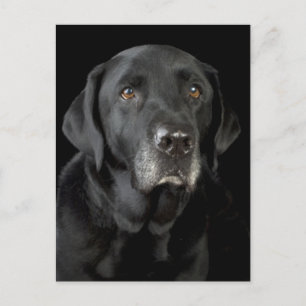 Black Labrador Retriever Puppy Dog Postcard
