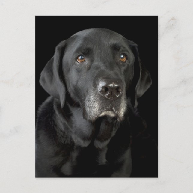 Black Labrador Retriever Puppy Dog Postcard (Front)