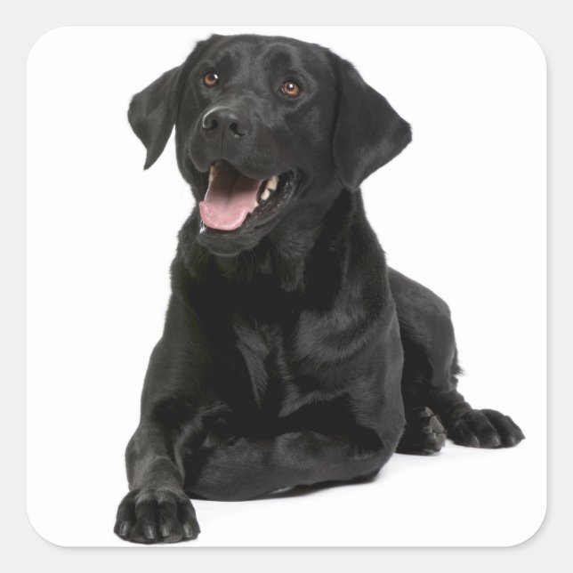 Black Labrador Retriever Puppy Dog Sticker / Seal (Front)